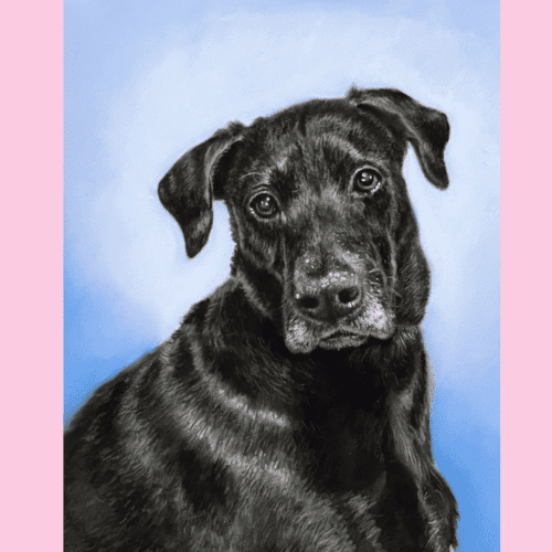 Pet Portraits in Pastel. 9x12 inches